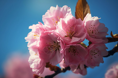 粉红色樱花的特写图图片