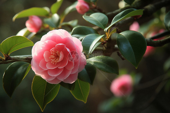 粉红色山茶花特写图图片