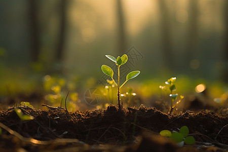 晨光下的幼小植物特写图图片