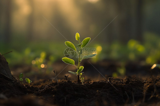 晨光下的幼小植物特写图图片