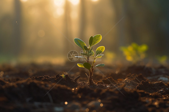 晨光下的幼小植物特写图片