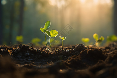 农场种植晨光下的幼小植物设计图片