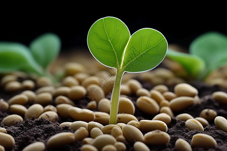 大豆种子图背景图片