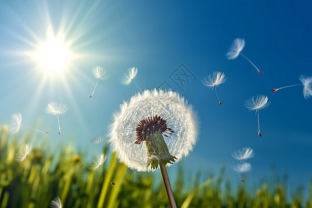 蒲公英种子在蓝阳光中飞翔图片高清图片