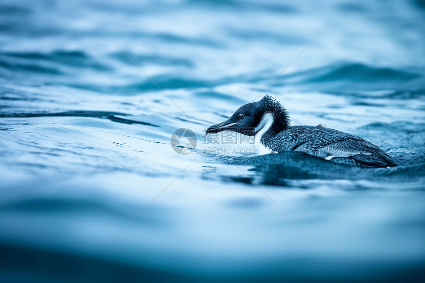 海洋里的企鹅图片