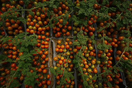 番茄植物特写图图片