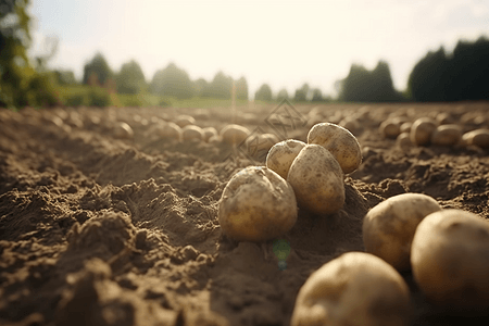 农场土豆收获图图片