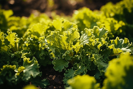 蔬菜种植园特写图图片