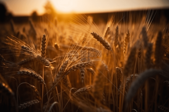 日落时小麦场景图片