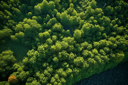 绿色森林鸟瞰图图片