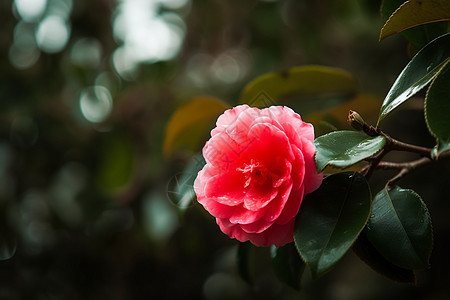 绽放的山茶花图片