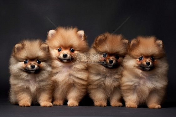 四只纯种博美犬的小狗图片