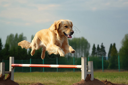 纯种金毛猎犬图片