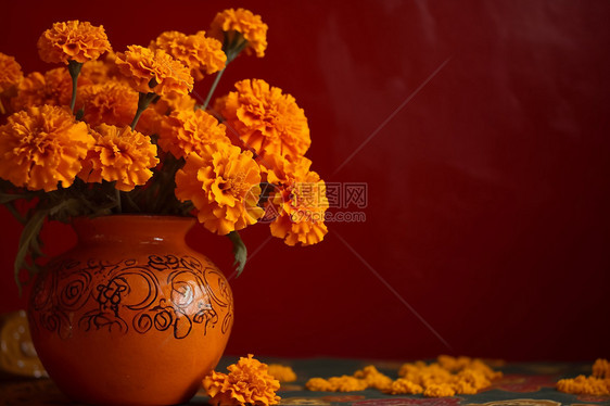 橙色背景下的万寿菊图片