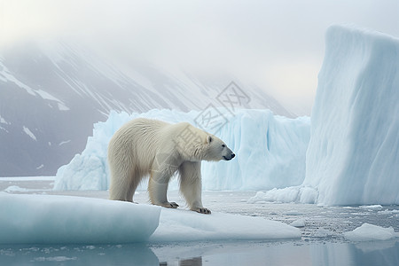 冰川中的北极熊图片