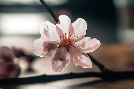 樱花树枝花瓣特写图片