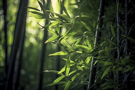 竹林中的竹子图片