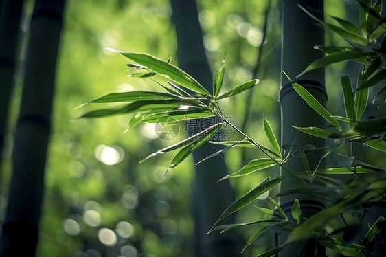 森林中竹叶上的露水图片