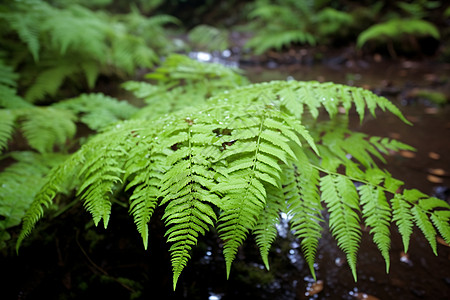 蕨类植物森林中的植物背景