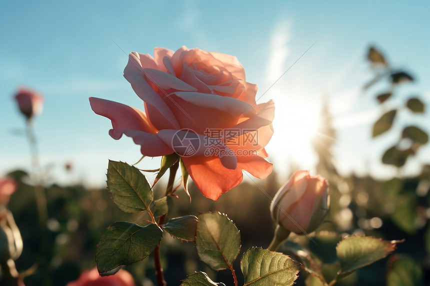 大自然美丽的玫瑰图片
