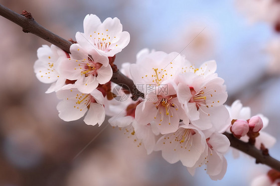 杏花花朵背景图片