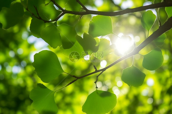 阳光下绿叶的自然模糊背景图片