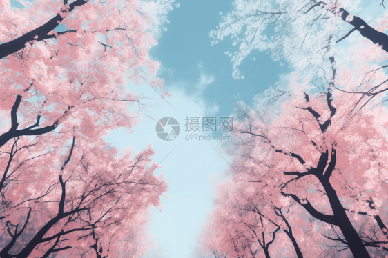 蓝天下的樱花树美景图片