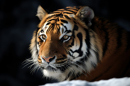 一只凶猛的老虎背景图片