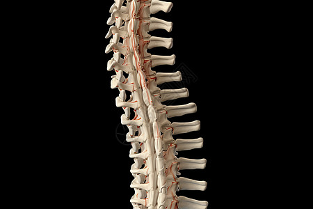 人体脊柱骨架结构图片