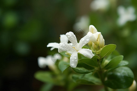 茉莉花的特写镜头图片