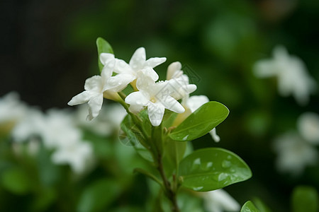 白色茉莉花的特写镜头背景图片