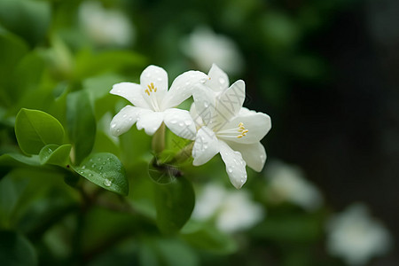 白色茉莉花的特写图片