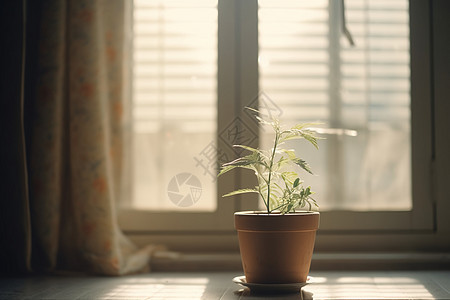 窗台上的植物背景图片