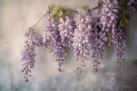 一束美丽的紫藤花背景图片