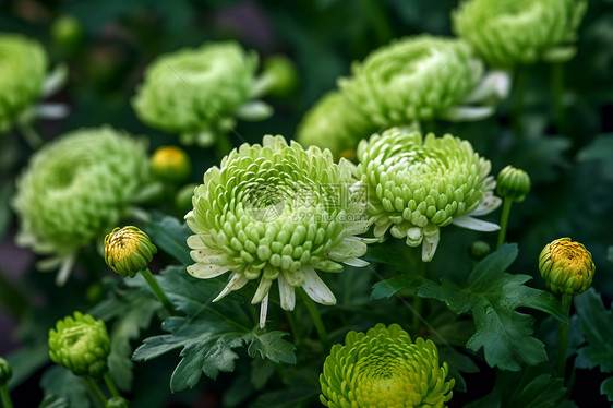 美丽的菊花图片