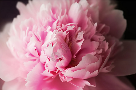 美丽的粉红色牡丹花背景背景图片