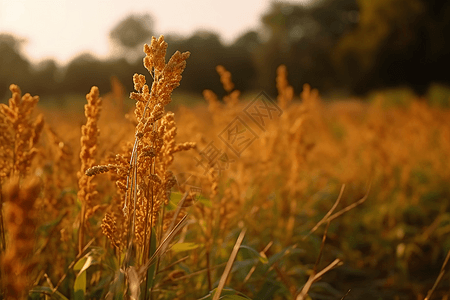 秋季种植园图片图片