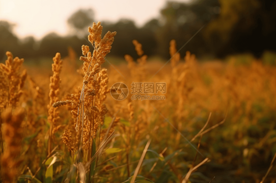 秋季种植园图片图片