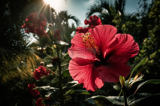 花园中美丽的芙蓉图片