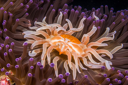 水生物海葵图片