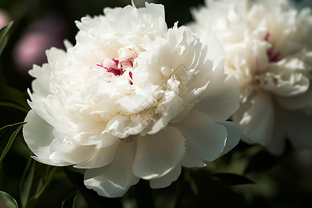 白牡丹的层层花蕊特写图片