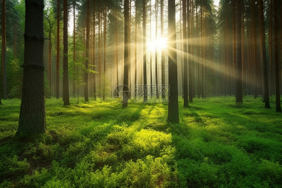 太阳下的森林景色图片