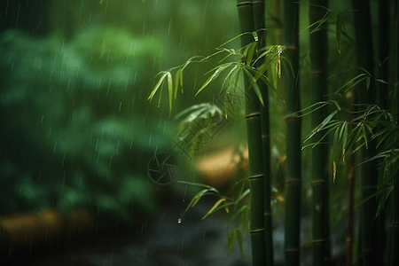 充满活力的雨中竹林图片