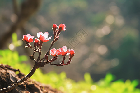 春天盛开的樱花图片