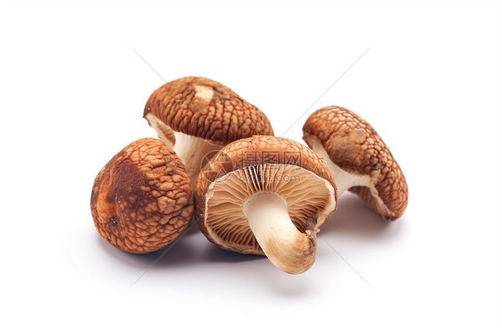 白色背景上的蘑菇图片