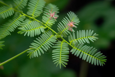 含羞草植物的叶子图片