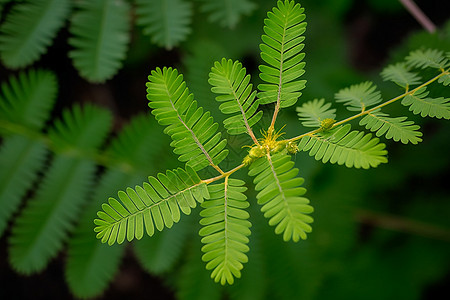 含羞草植物图片