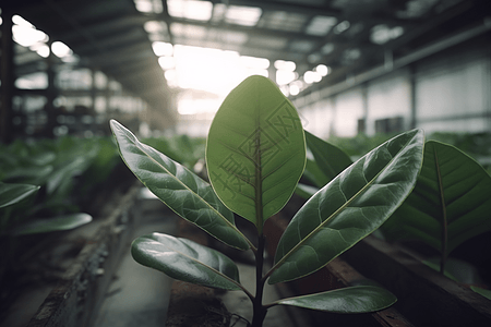 室内盆栽种植园图片背景图片