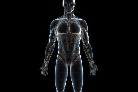 人体的子午线系统3D概念图图片