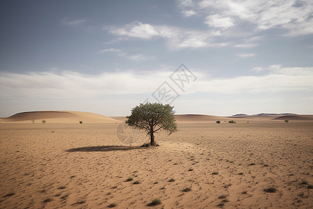 沙漠中的树图片
